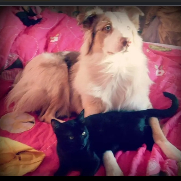 Please help Cosmo, aka "Big Happy"  my red Merle aussie has cancer 😭🥺 - Picture 14 of 17